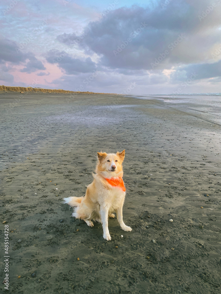 Dog sitting on the beach wearing a bandana Dog sitting on the beach wearing a bandana