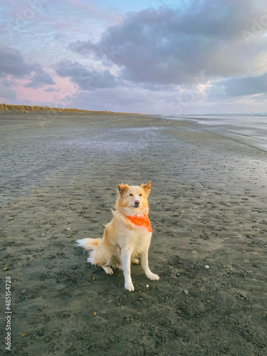 Dog sitting on the beach wearing a bandana