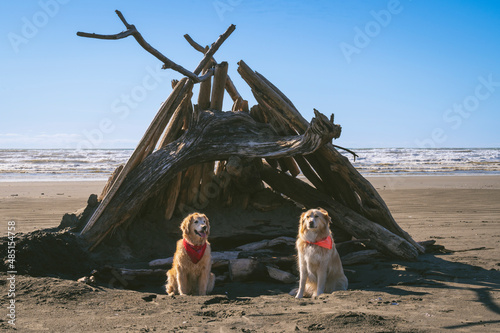 Dogs sitting on the beach in front of driftwood structure photo