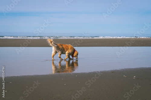 Dog walking on the beach on the Washington Coast