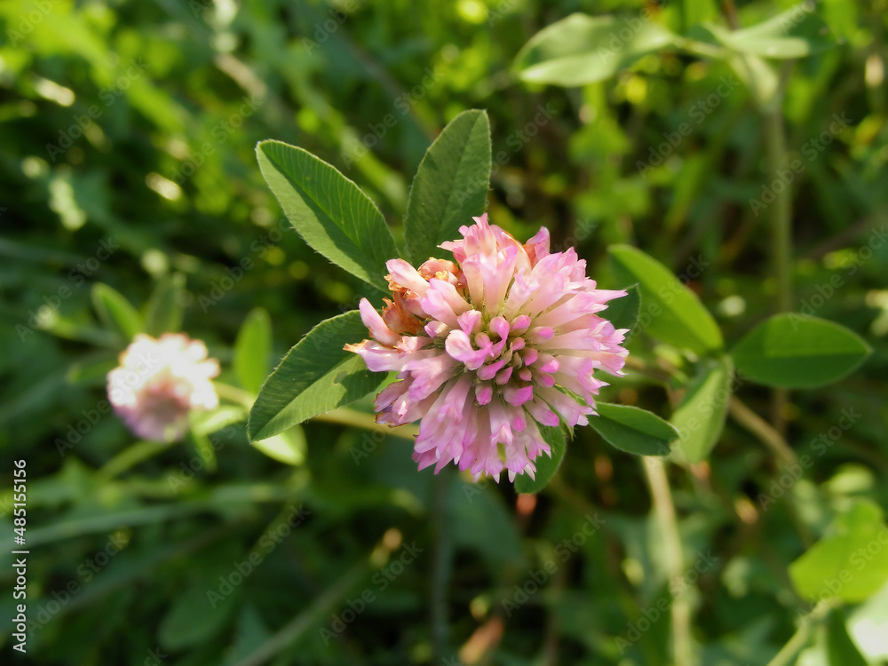 Sample of the red clover (Latin name: Trifolium pratense) blossom in a top view in the meadow - a herbaceous species of flowering plant in the bean family Fabaceae. Sample of the red clover (Latin name: Trifolium pratense) blossom in a top view in the meadow - a herbaceous species of flowering plant in the bean family Fabaceae.
