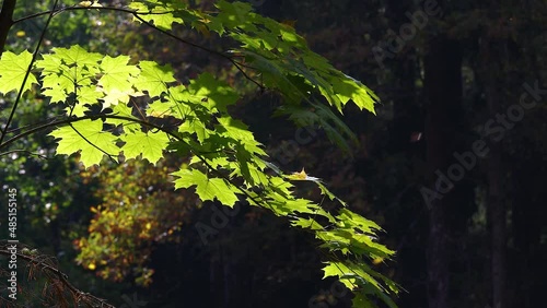 Lush green maple leaves on maple tree branch in autumn.