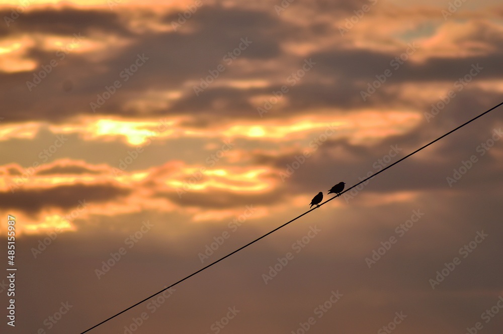 birds on a line watching sunrise