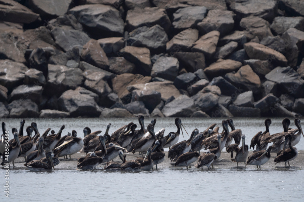 Fototapeta premium Pelicans standing on the beach, La Punta, Callao. Pacific Ocean