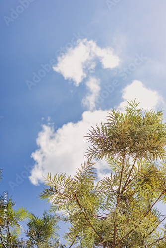 Silver Oak tree with cloud and blue sky background. High quality photo