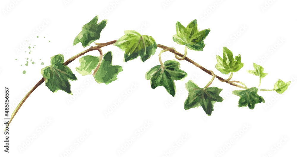 Ivy branch with leaves. Hand drawn watercolor illustration isolated on white background