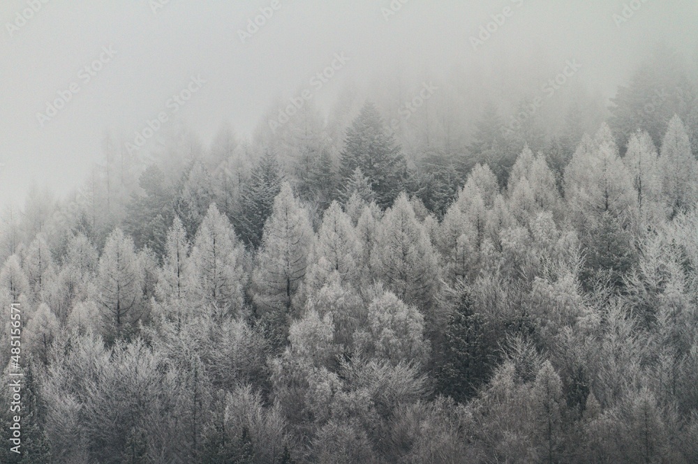 Misty snow-covered trees on a mountainside in Poland. Misty snow-covered trees on a mountainside in Poland.