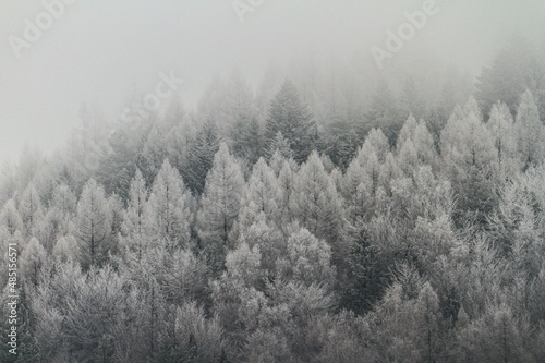 Misty snow-covered trees on a mountainside in Poland. © Louis
