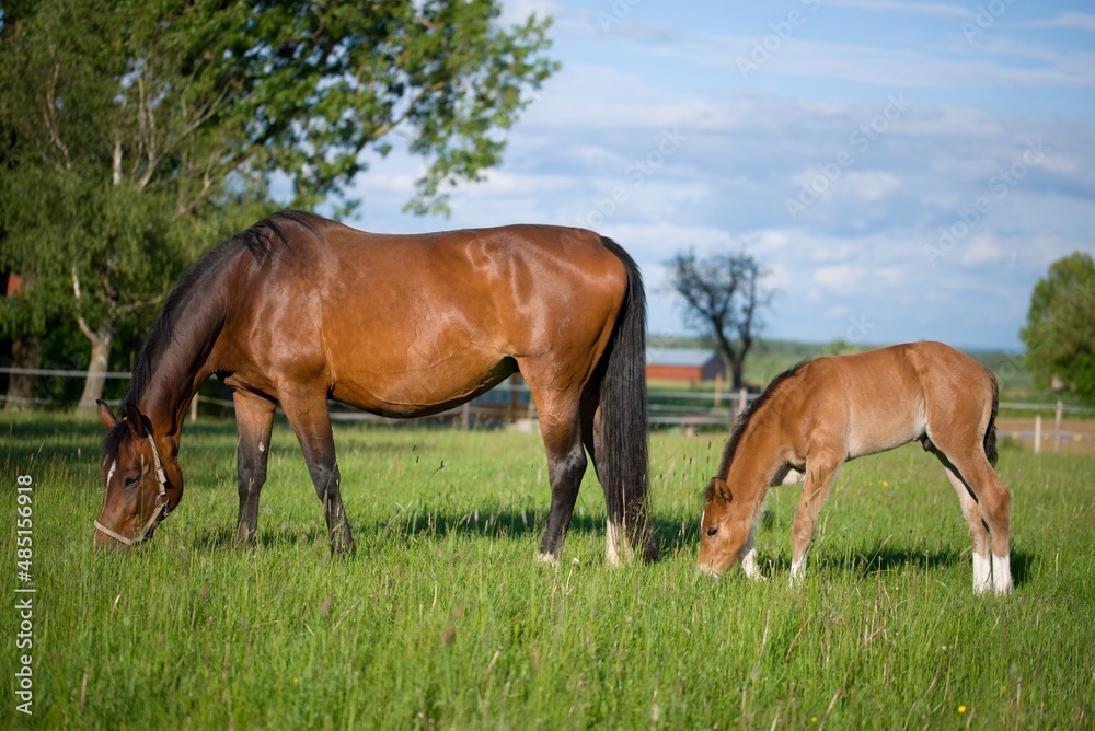 warmblood