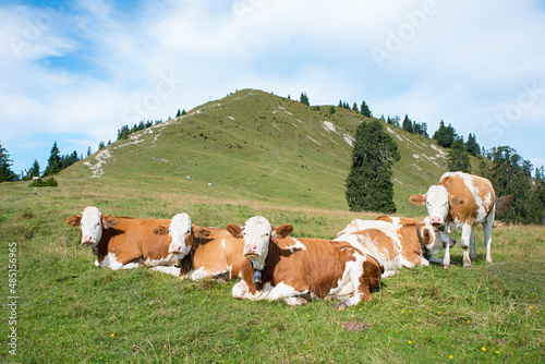 group of cows in the mountains, Hirschhornlkopf bavaria