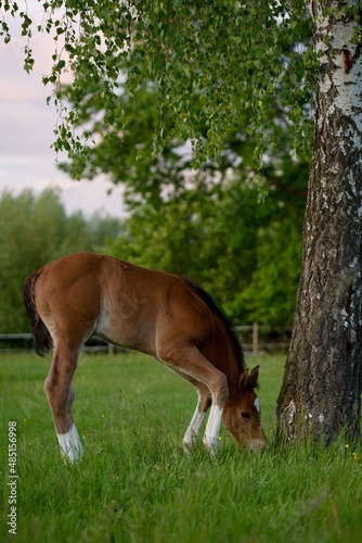 warmblood © Michaela