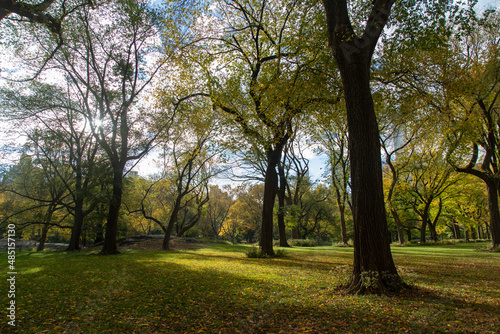 garden landscape in autumn  inside central park  New York city 