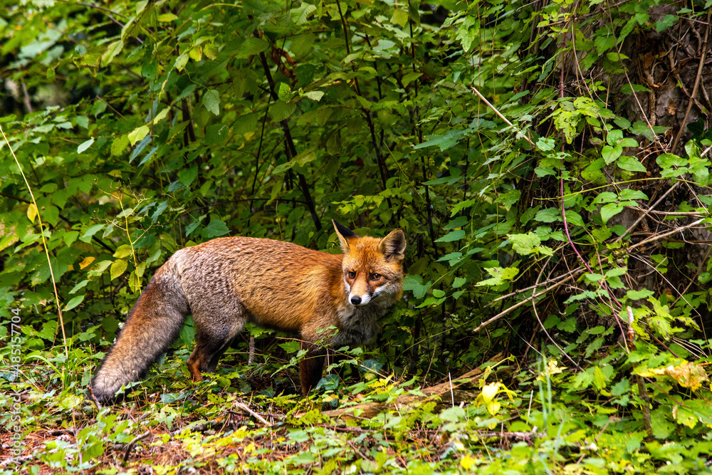 A pleasant encounter with a beautiful fox, while walking around Mount Olympus, Pieria, Central Macedonia, Greece. A pleasant encounter with a beautiful fox, while walking around Mount Olympus, Pieria, Central Macedonia, Greece.