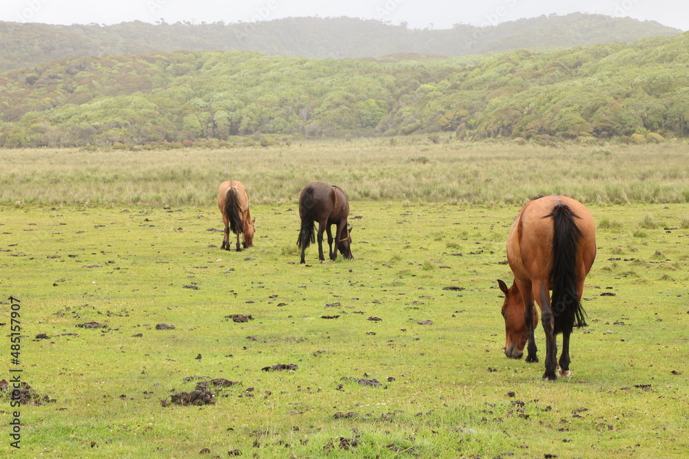 Horses grazing in the island of Chiloe, Chile