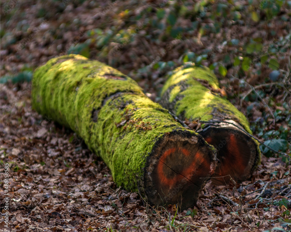 Obraz premium Troncs d'arbre moussus à Bohas, Ain, France