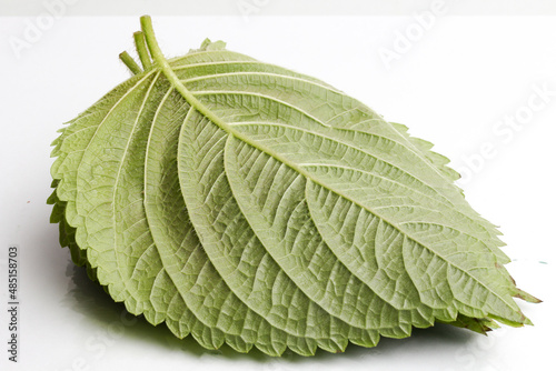 Fresh Green Shiso or Oba leaf on white background