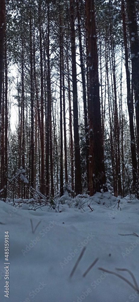 Fototapeta premium forest in winter