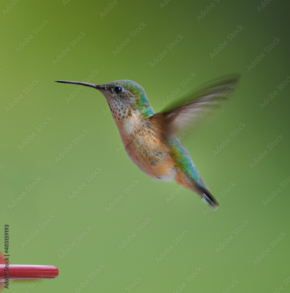 Fototapeta premium hummingbird in flight