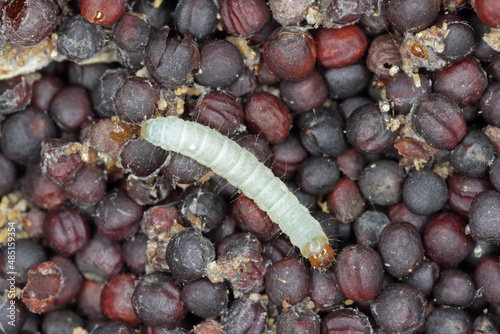 Canola seeds damaged by Indian mealmoth Plodia interpunctella. Visible cobweb, droppings, damaged grains, caterpillar. photo