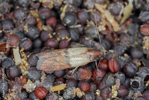 Canola seeds damaged by Indian mealmoth Plodia interpunctella. Visible cobweb, droppings, damaged grains, moth. photo