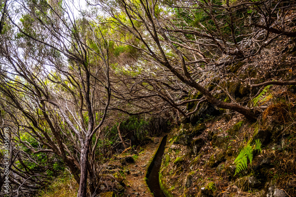 Fototapeta premium Madeira -Levada do Rocha Vermeilho