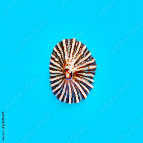 Flat Lay isolated image of a coastal seashell on a blue background