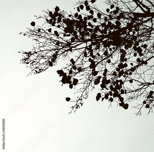 Vector drawing. Silhouette of branches against the sky