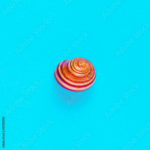 Flat Lay isolated image of a coastal seashell on a blue background