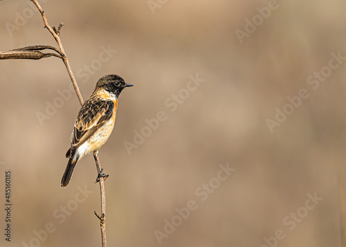 Stone Chat sitting on a branch