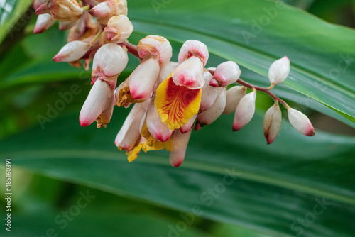Shell ginger (alpinia zerumbet)