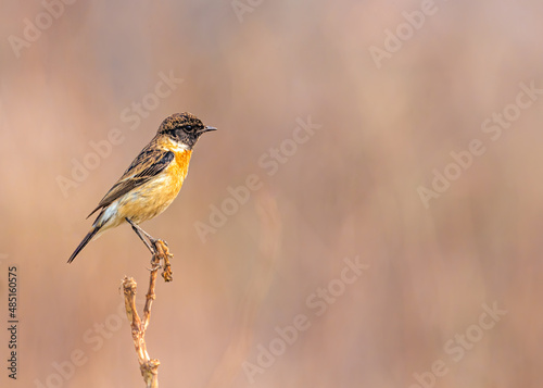 A portrait of Stone Chat