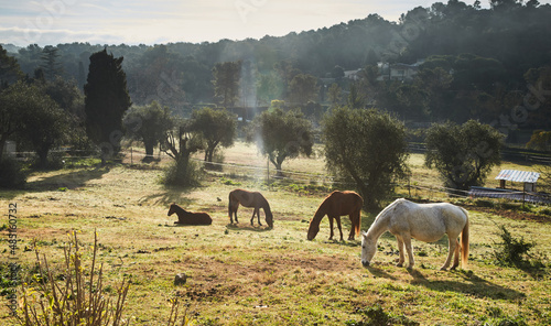 Few wild horses grazing in a field at early morning, eating grass, horse looking in the camera, white and brown horses, steam from the nostrils, backlight, slope with trees on background, sun glare