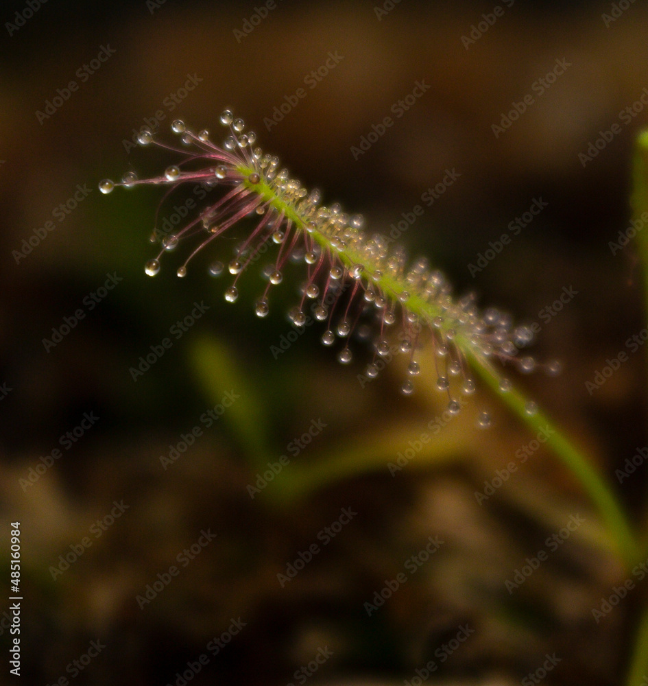 Spade-leaf sundew leaf close-up Spade-leaf sundew leaf close-up