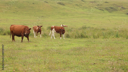 Grazing cows in the island of Chiloe, Chile