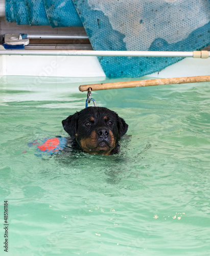 Canvastavla young rottweiler and hydrotherapy