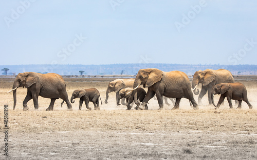 Herd of elephants in Amboseli NP, Kenya