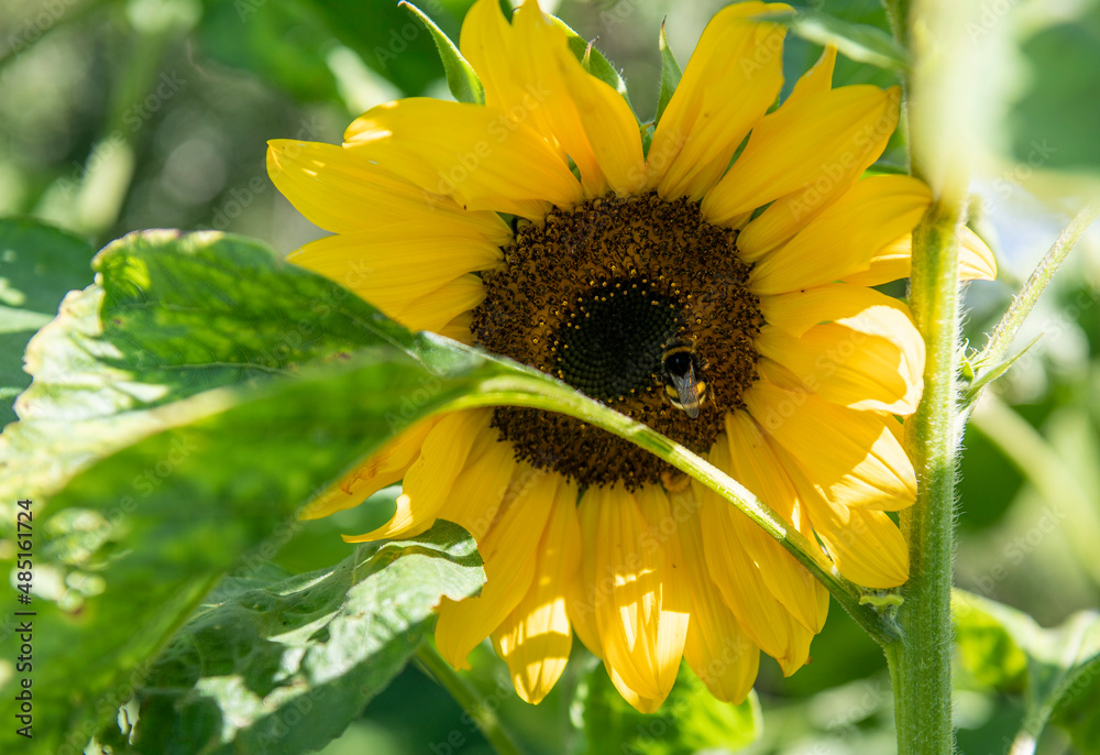 Fototapeta premium The sunflower head fills most of the picture. In the fore- and background there is green foliage. A bumblebee is sitting on the lower right of the sunflower.