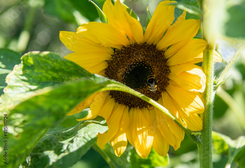 The sunflower head fills most of the picture. In the fore- and background there is green foliage. A bumblebee is sitting on the lower right of the sunflower. photo