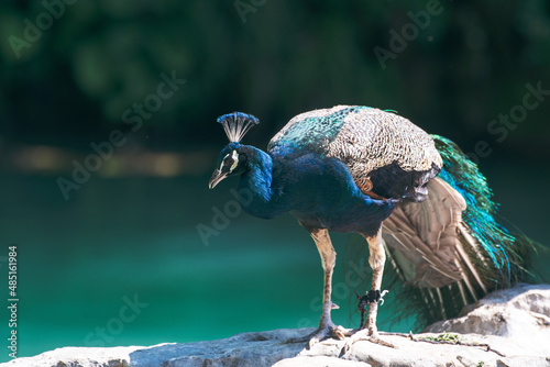 peacock on the wall