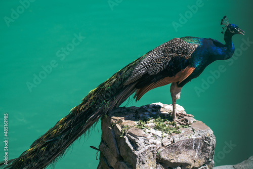 peacock in the zoo