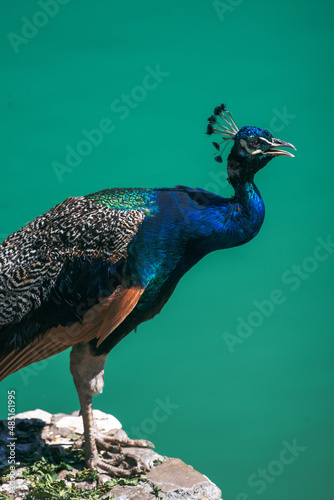 peacock in the park