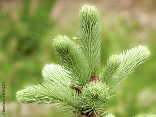 Top of a blue small spruce on a spring day outdoors on a blurred background, close-up. Fluffy branch of a coniferous tree in spring. 