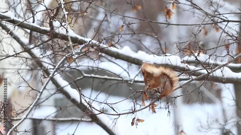 One squirrel eating nuts on the tree outside in the winter, snow time. Blur background. HD video. One squirrel eating nuts on the tree outside in the winter, snow time. Blur background. HD video.