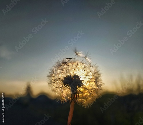 dandelion against the sky