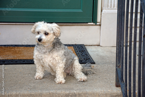 white dog sitting on a porch looking out into the yard