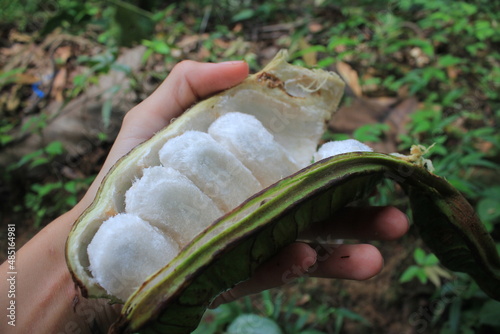Guaba Fruit Native Tropical in Amazon photo