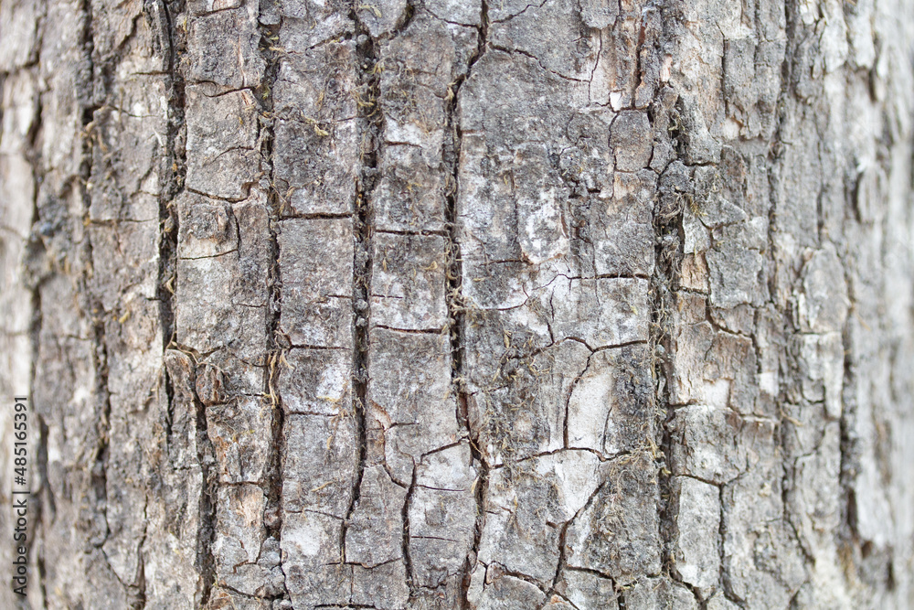 Fototapeta premium 背景素材