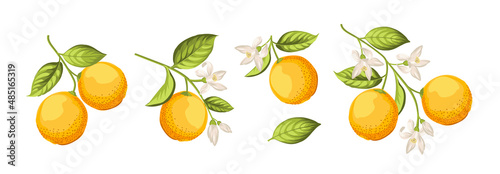 Oranges on branch on white background.