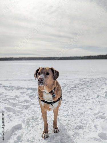 Dog on frozen lake