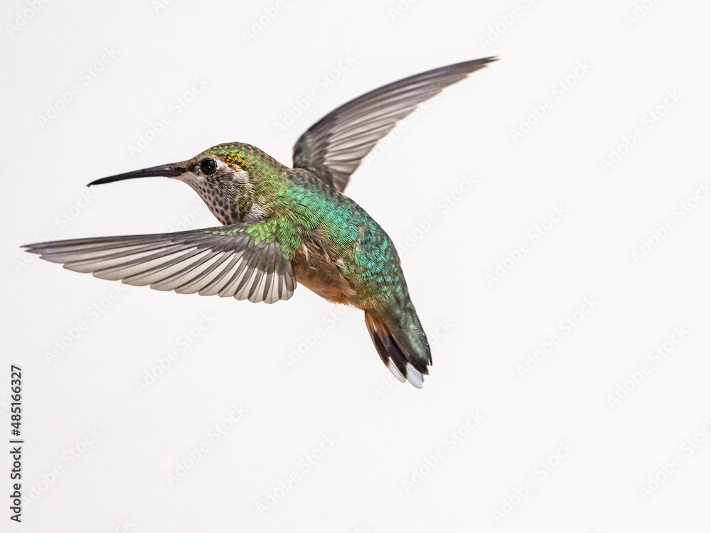 Obraz premium Hummingbird with Wings bending
